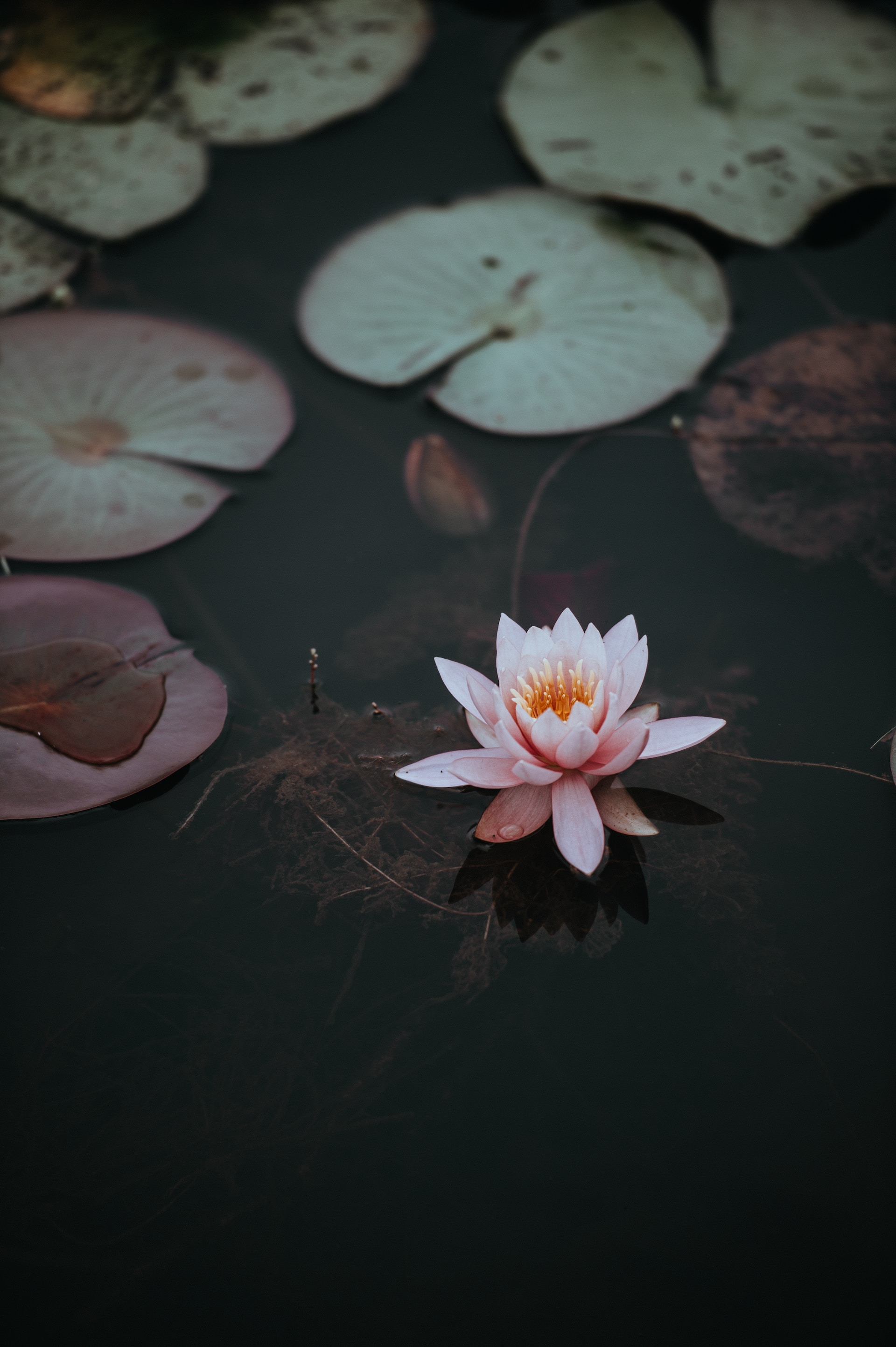 pink lotus flower on clear body of water